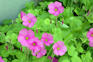 �����w�����������΂ݗc�t��